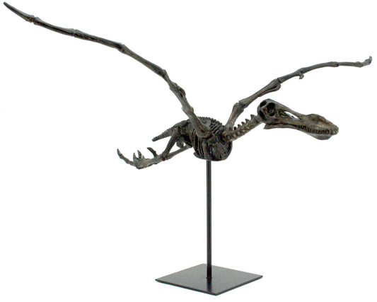 Flying Pterosaur Dinosaur Fossil Decor