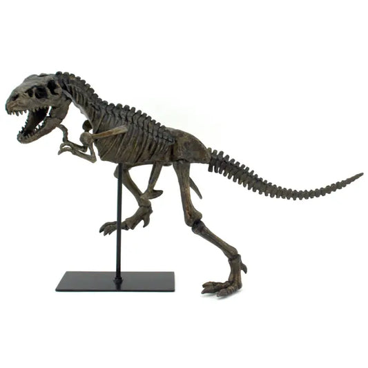 Striking - T-Rex Tyrannosaurus Rex Dinosaur Fossil