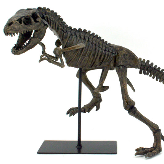Striking - T-Rex Tyrannosaurus Rex Dinosaur Fossil