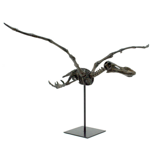 Flying Pterosaur Dinosaur Fossil Decor
